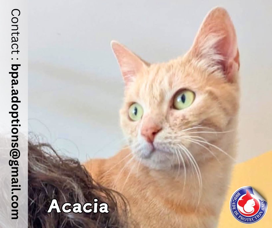 Brigade de Protection Animale – BPA tweet media
