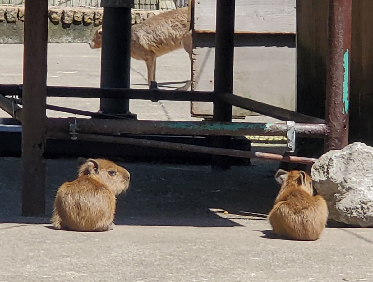 ささ @sasa.capybara (@ice3kyoudai) / Posts / X