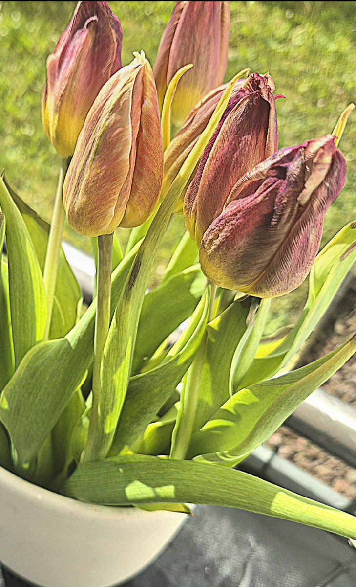 loewenmutig's tweet photo. Das sind meine Muttertags- Tulpen nach einer Woche.
Sie sind einfach nicht aufgeblüht.
😕
#Genmanipulation https://t.co/SAOBTyX25S