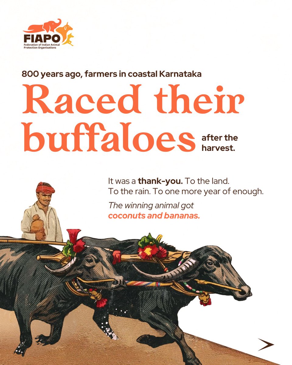 FIAPOIndia's tweet photo. Kambala began as gratitude after the harvest. Today, buffaloes are raced repeatedly for spectacle, money, and entertainment. A tradition does not become compassionate simply because it is regulated. 

#Kambala #AnimalWelfare https://t.co/m7bAcCiwgP