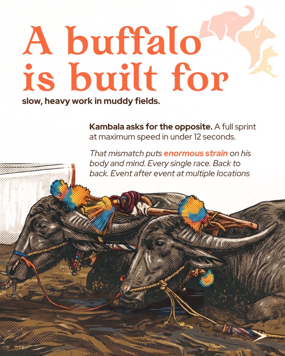 FIAPOIndia's tweet photo. Kambala began as gratitude after the harvest. Today, buffaloes are raced repeatedly for spectacle, money, and entertainment. A tradition does not become compassionate simply because it is regulated. 

#Kambala #AnimalWelfare https://t.co/m7bAcCiwgP