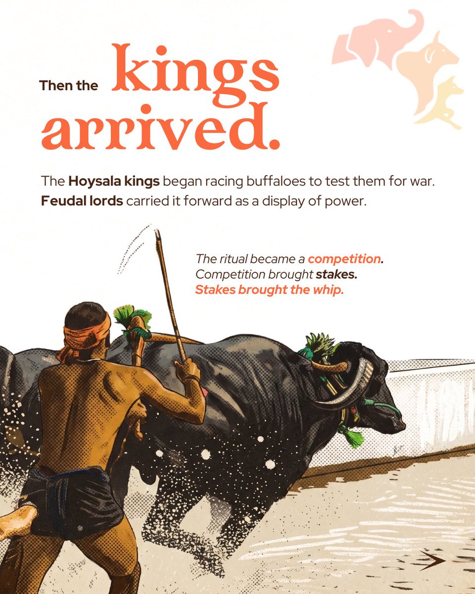FIAPOIndia's tweet photo. Kambala began as gratitude after the harvest. Today, buffaloes are raced repeatedly for spectacle, money, and entertainment. A tradition does not become compassionate simply because it is regulated. 

#Kambala #AnimalWelfare https://t.co/m7bAcCiwgP