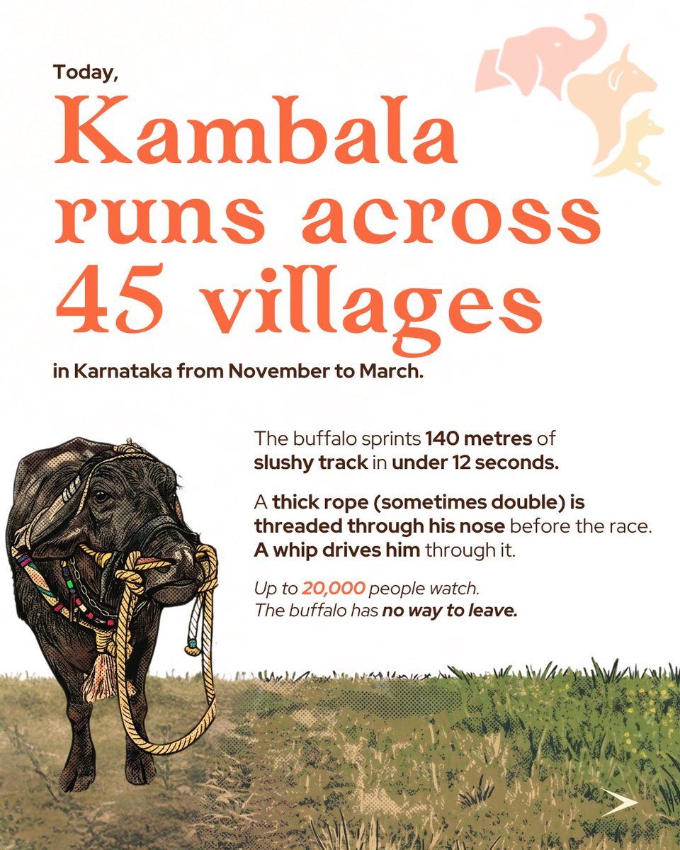 FIAPOIndia's tweet photo. Kambala began as gratitude after the harvest. Today, buffaloes are raced repeatedly for spectacle, money, and entertainment. A tradition does not become compassionate simply because it is regulated. 

#Kambala #AnimalWelfare https://t.co/m7bAcCiwgP