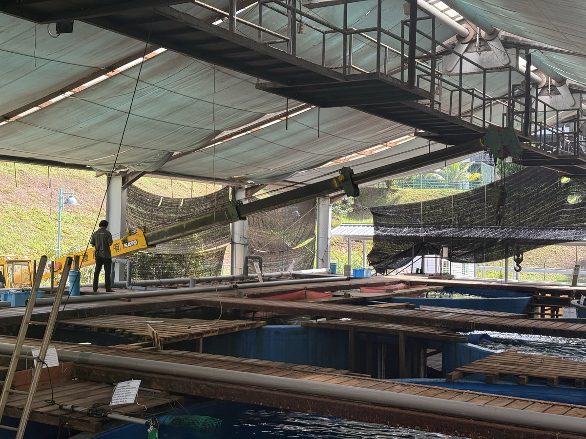 NorfazreenaF's tweet photo. Good evening everyone. Other than routine work, we did simulation of fish transfer as preparation for transferring GG from B to A tank before construction work begins.

@UMSHatcheryTeam https://t.co/cnHZWQA7Ja