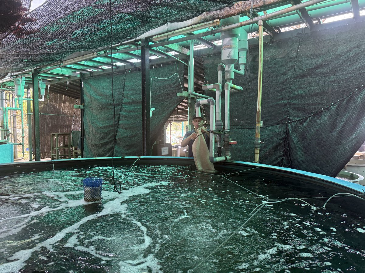 NorfazreenaF's tweet photo. Good evening everyone. Other than routine work, we did simulation of fish transfer as preparation for transferring GG from B to A tank before construction work begins.

@UMSHatcheryTeam https://t.co/cnHZWQA7Ja