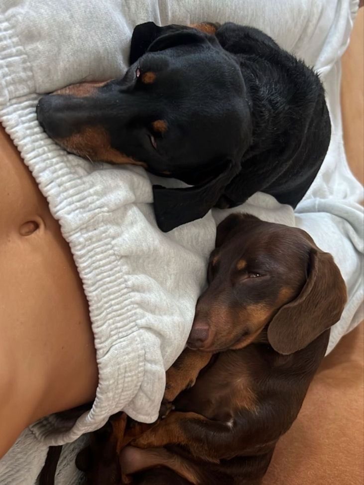 bratizella's tweet photo. Bruno &amp; Floki 🎀
— @J79OFELIX | #dachshund https://t.co/M1IFEomLU4