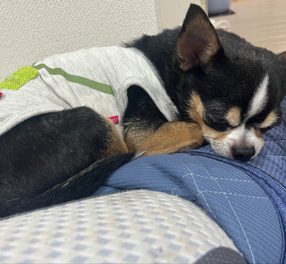 みらいぬ tweet media