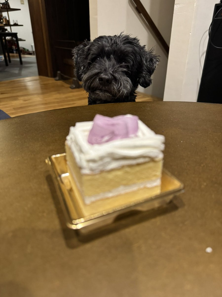 chapter50k's tweet photo. 愛犬13歳になりましたワン https://t.co/MYMS8iD7fG