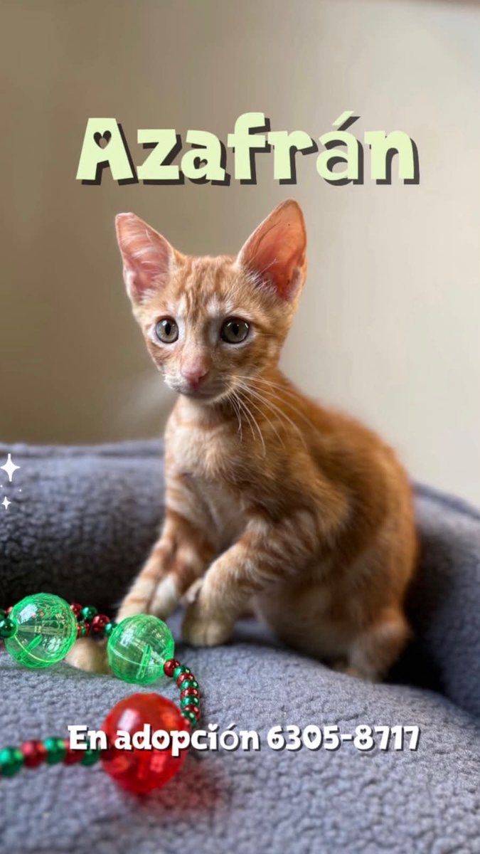 Spay Panama tweet media