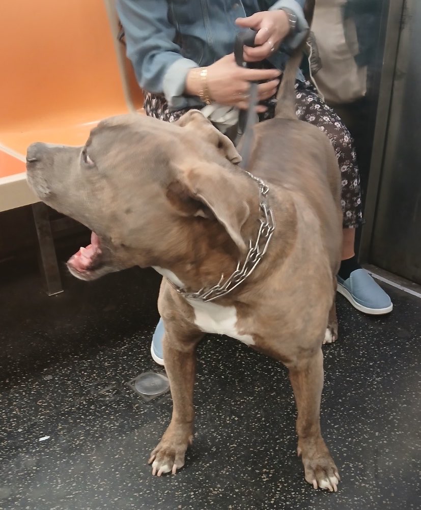 OfinterestO's tweet photo. @MTA @NYCTSubway @nycHealthy @NYGovPress @NYCMayor @nycgov @nyc311 @NYCMayorsOffice @MTA @NYCTSubway @nycHealthy @NYGovPress @NYCMayor @nycgov @nyc311 @NYCMayorsOffice https://t.co/T3oev3dRVD