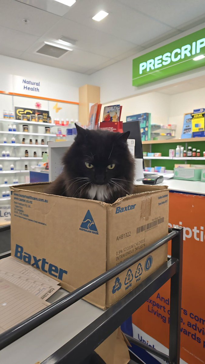 cats with jobs 🛠 tweet media