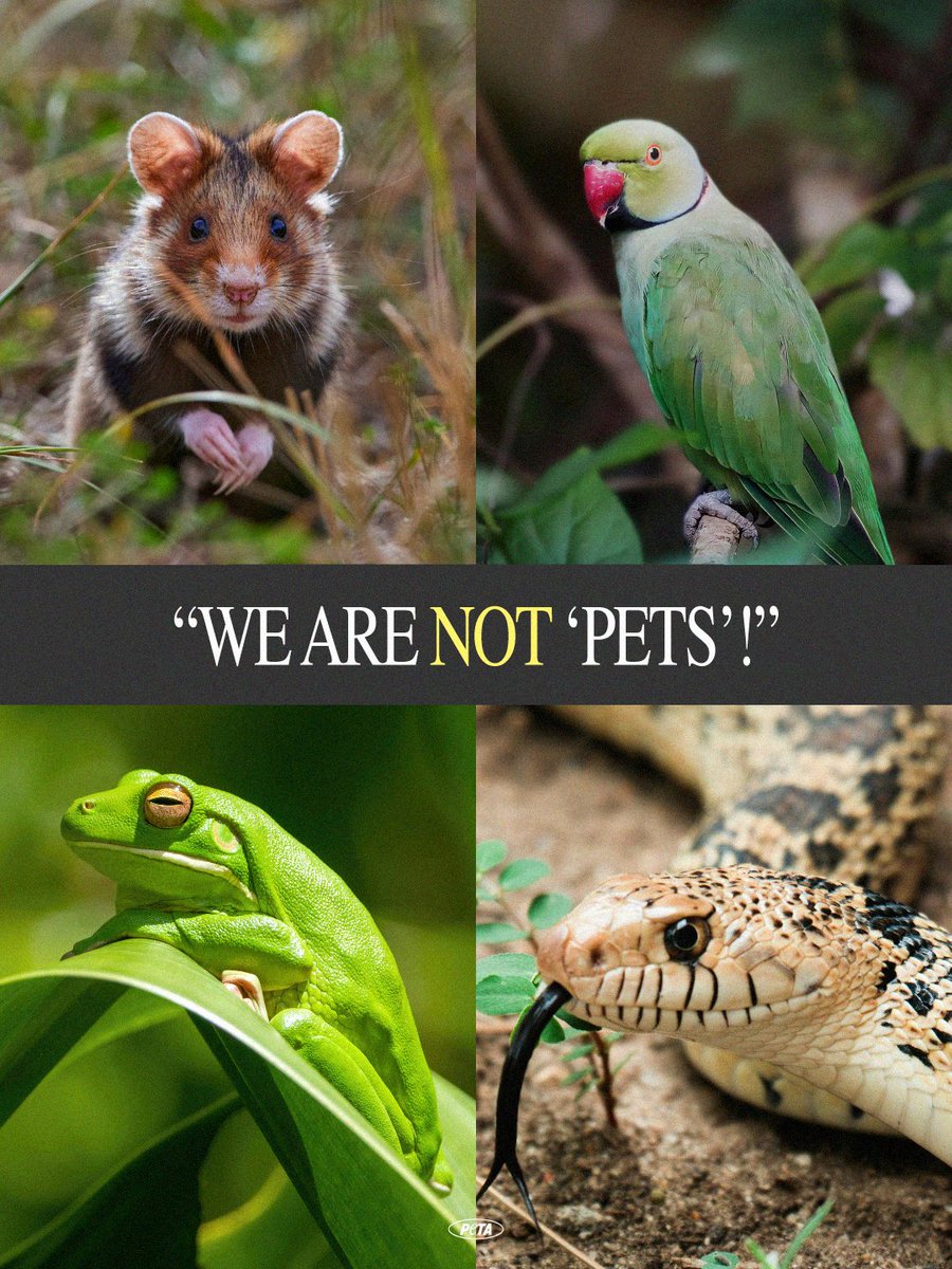 PETA tweet media