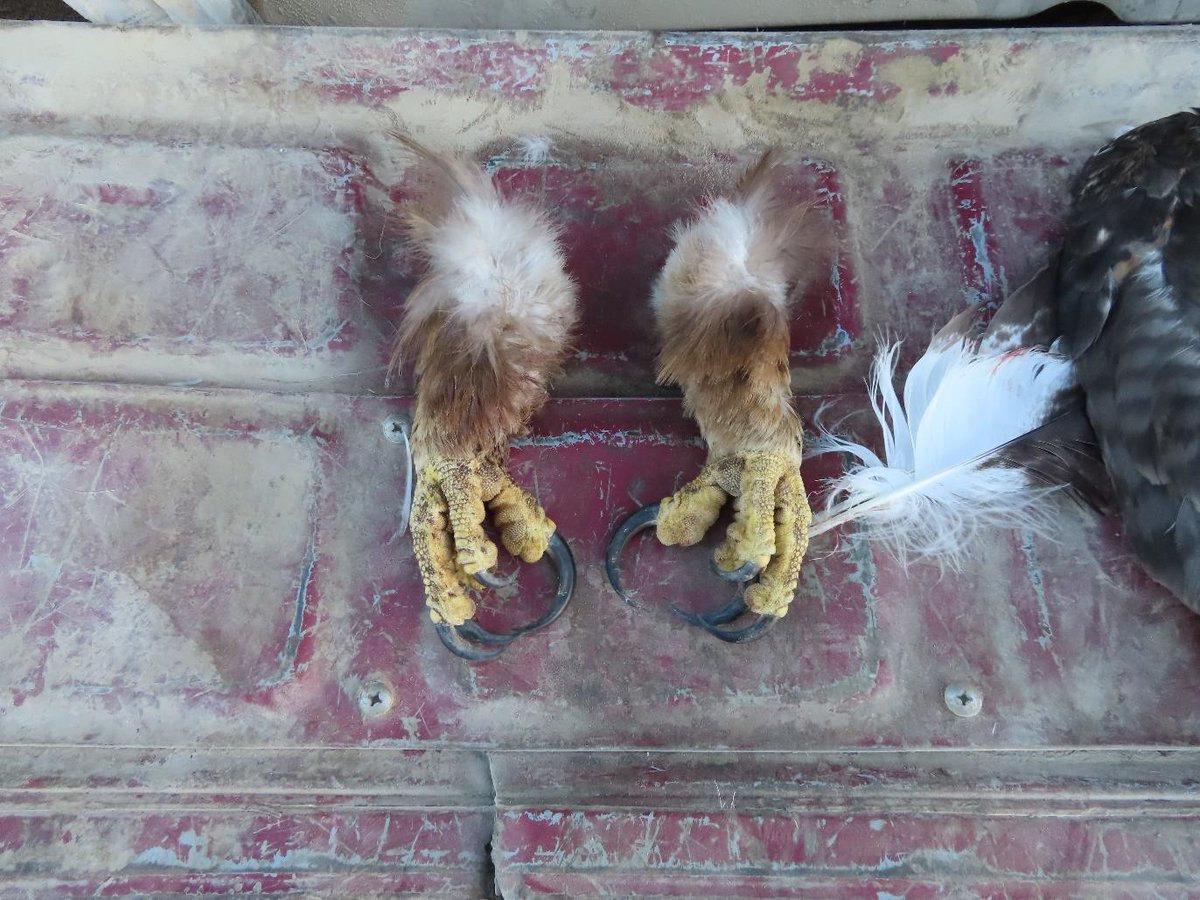 U.S. Fish and Wildlife Service tweet media
