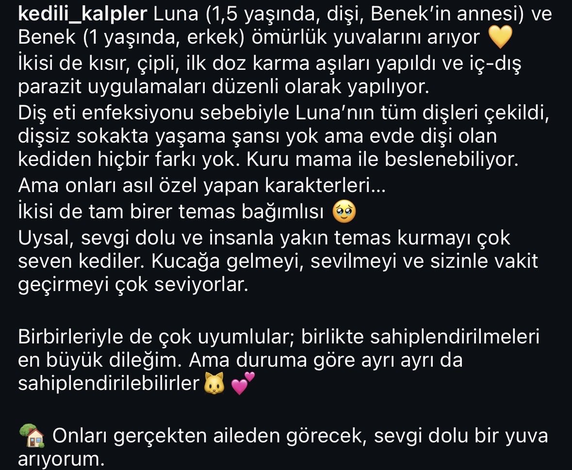 catandhearts's tweet photo. Yuva arıyorlar/ İstanbul
İletişim ben, paylaşım desteği verebilir misiniz 🤍 https://t.co/aOINZQZhig
