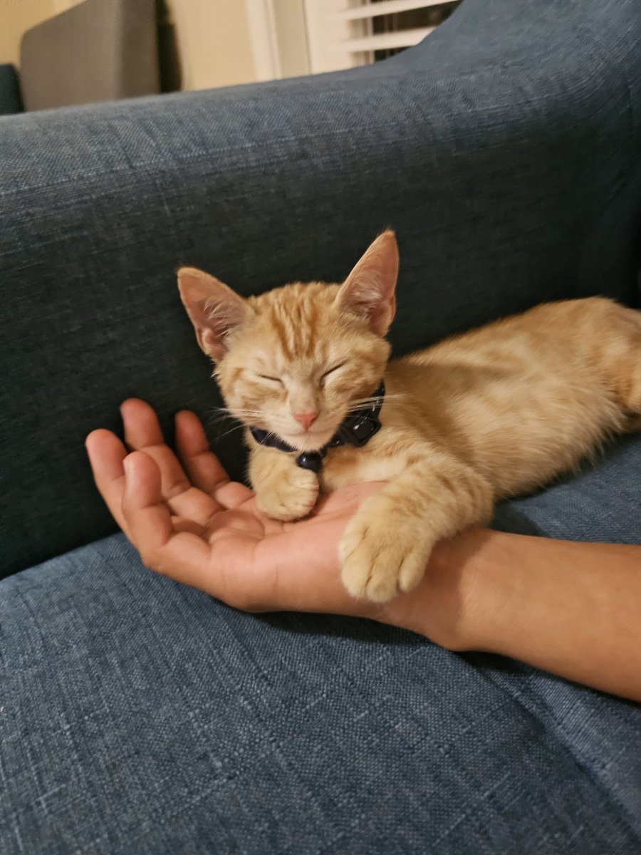 kitty