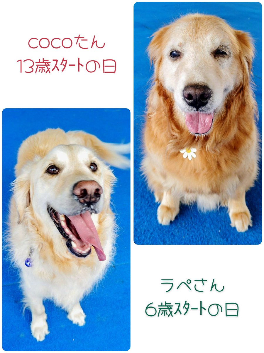 おたべちゃん𝓝𝓮𝔀 tweet media