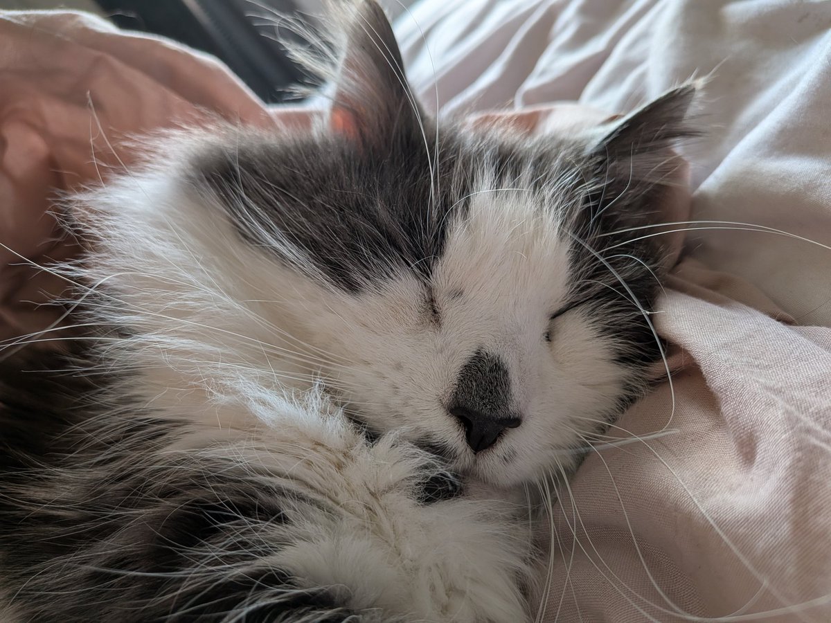 AbbieCos_'s tweet photo. it's the baby's birthday today :]

He's my whole world and I love him so much, he's gotten me through some dark times and I can't believe he's 12 

we've grown up together and he's the sweetest boy ever

I love you Stormy <3 https://t.co/p3Bxz7jhX9