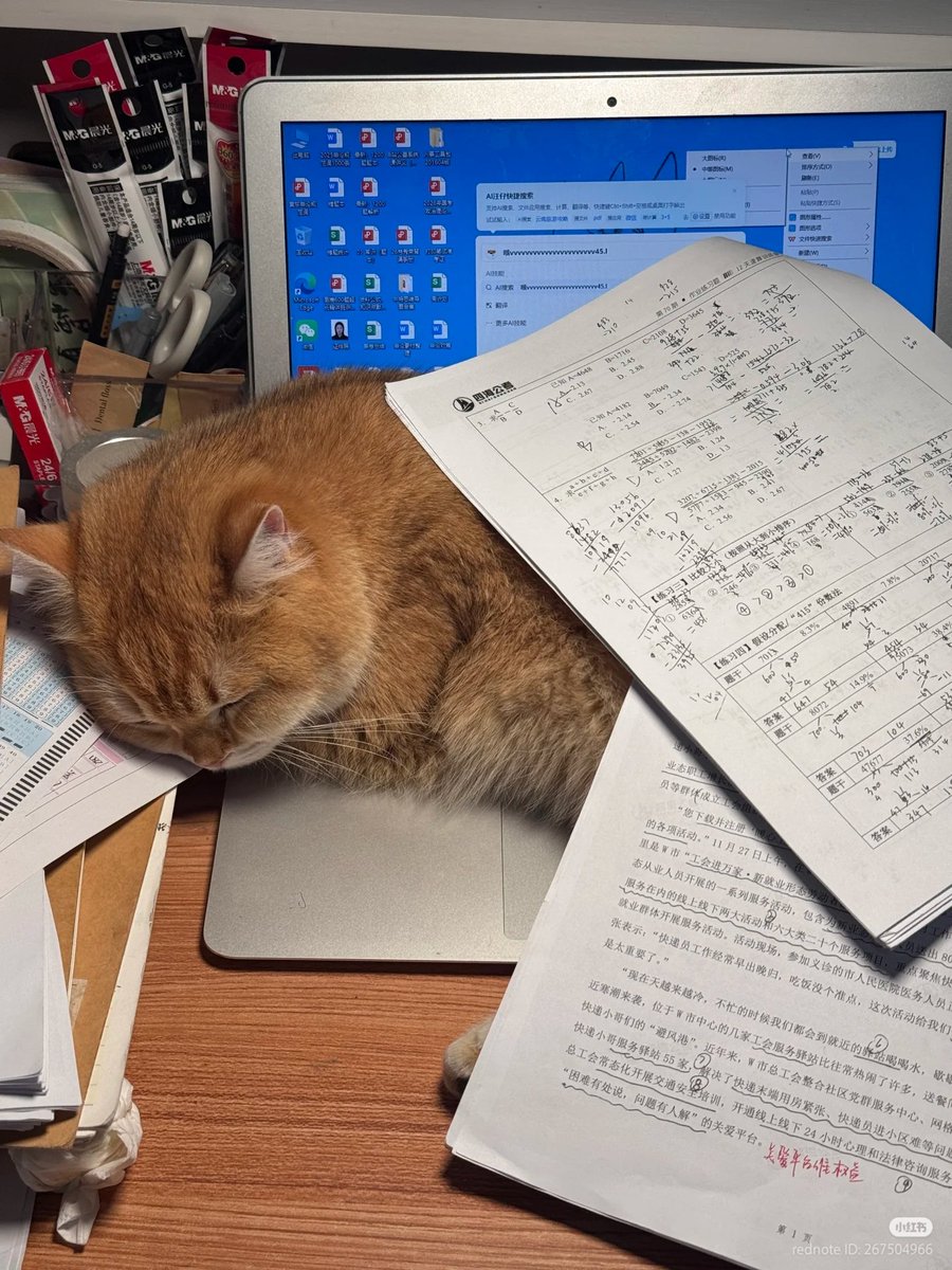 No Context Cats tweet media