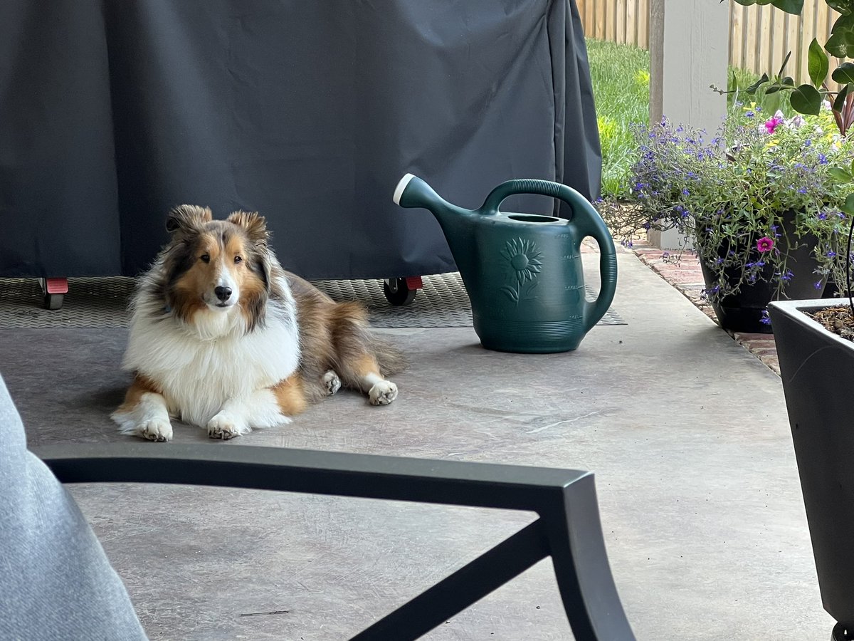 My Furry Murray Colonel #ZSHQ tweet media