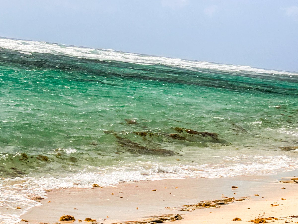 HeatherLArnold's tweet photo. Sargassum Season in the Caribbean 

Because the Caribbean experiences very little seasonal fluctuation in weather, different times of the year are often delineated more by recurring events rather than by changes in climate. 

These event specific descriptions also serve as warnings and alerts to the local people, and are likely rooted to designations from ancient times. 

For example, this is Sargassum Season. Due to warm Caribbean Sea temperatures, sargassum blooms begin to form. Generally, the conditions for such occur months in advance.

Sargassum Season also correlates with two other concurrent events - Portuguese Man o’War Season, and Turtle Season. Both species interact with the sargassum in different ways — the former using the mats for camouflage, and the latter feeding on them. 

This is also the season of “High Winds.” where wind gusts could reach near hurricane level strength. This blows the sargassum to our shores here in Aruba. 

The locals have a belief that this is the ocean cleaning itself, and know each year at this time to expect sargassum on our shores. 

Below is a photo from today at the beach, and a photo I took over the Caribbean Sea from a recent flight where you can see ribbons of sargassum flowing towards the island. 

#Aruba #Sargassum #Caribbean