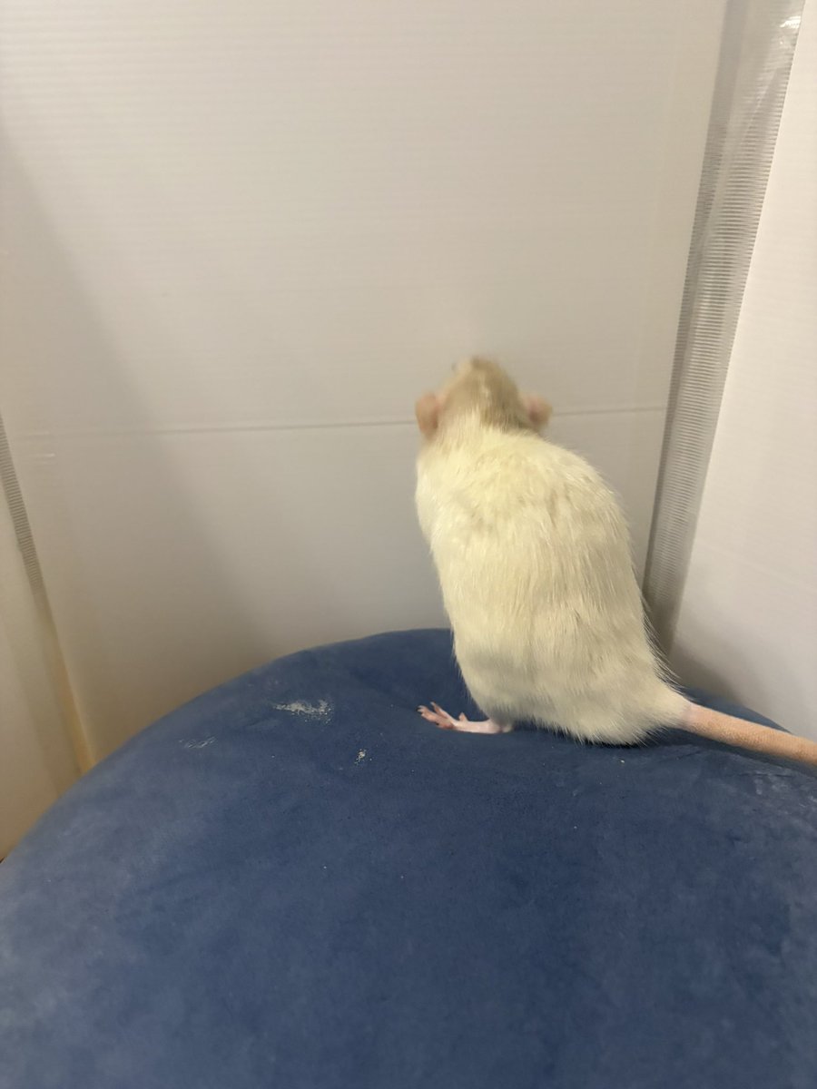 ﾊ・ﾑﾁｬﾝ🐹 (@ha_muchan) / Posts / X