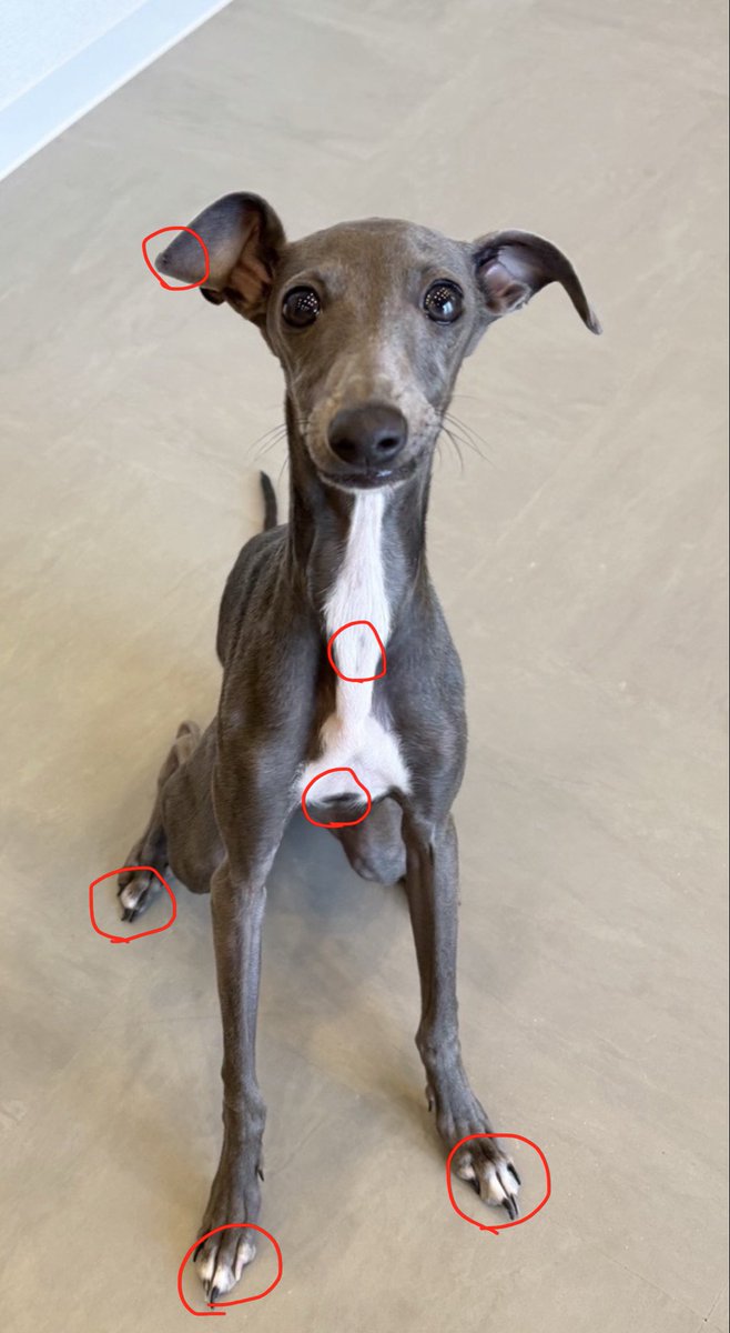 迷子犬 迷い犬 探してます tweet media