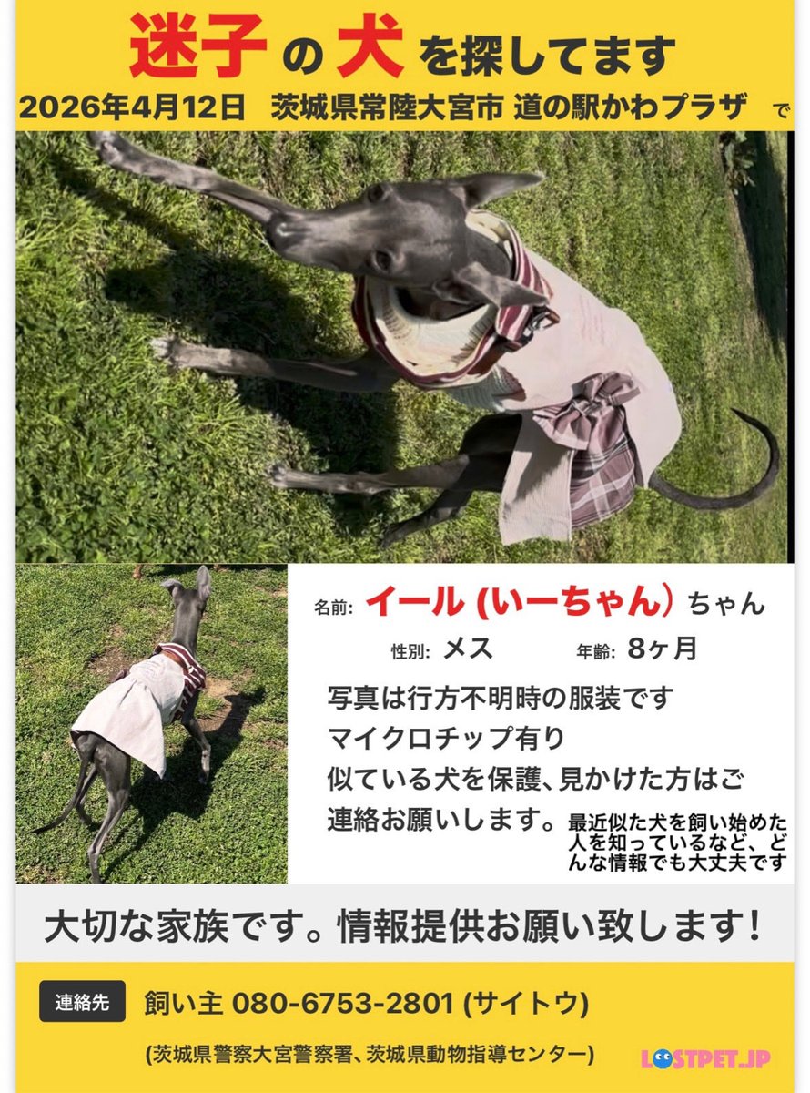 迷子犬 迷い犬 探してます tweet media