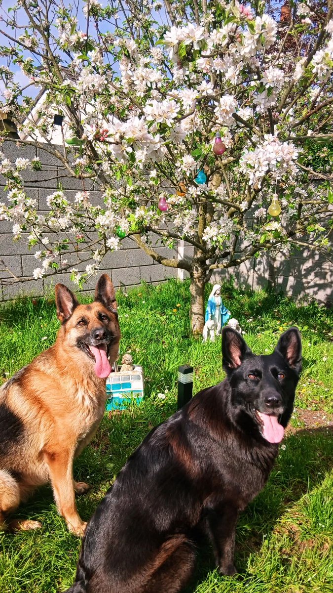 irishstevieg's tweet photo. My babies 🥰 https://t.co/qUuWIalRS3
