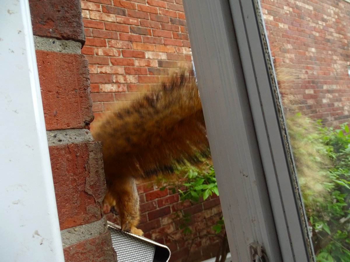 VeganSquirrelMan tweet media