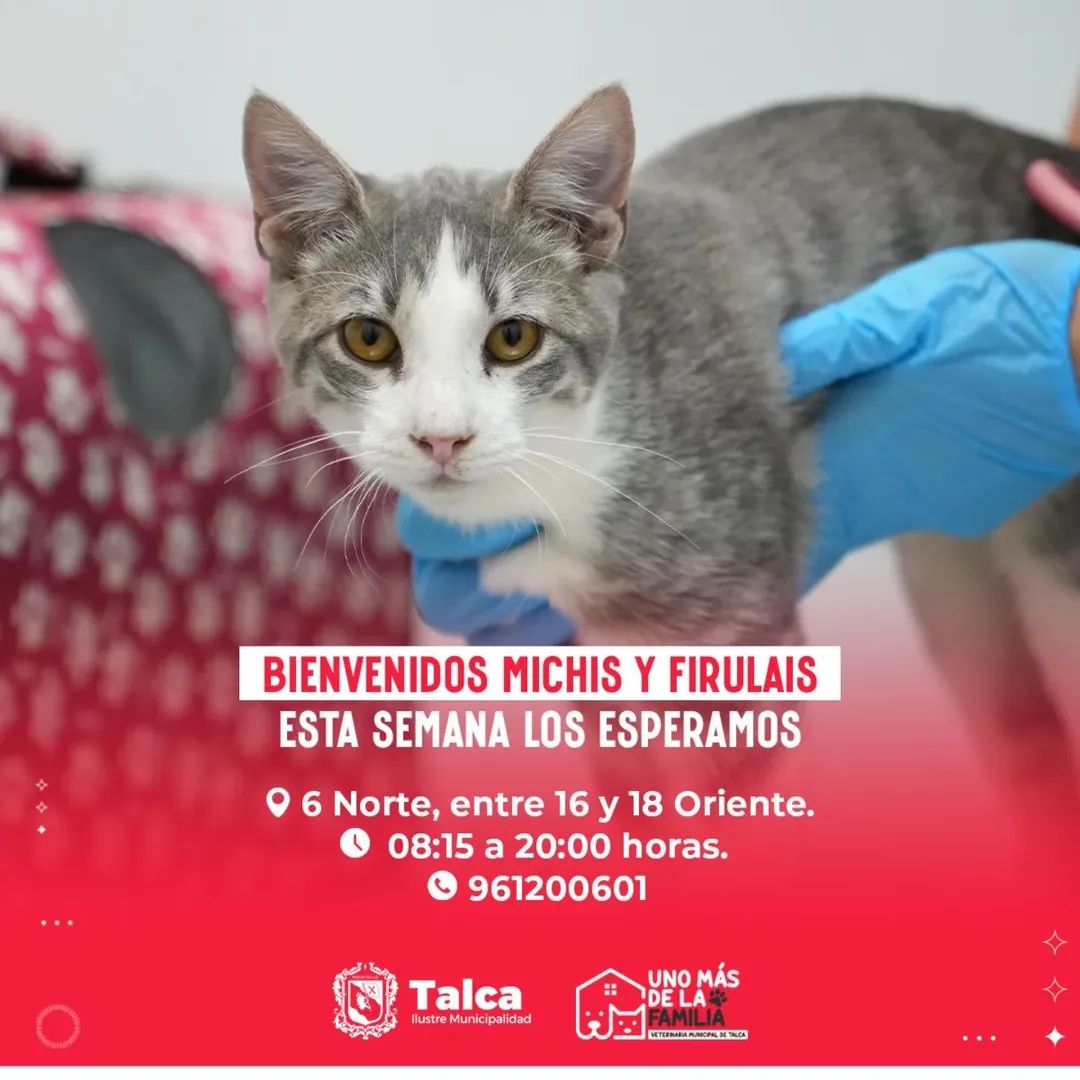 Municipalidad Talca tweet media