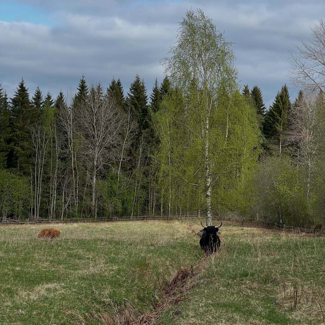 Highland Cattle of Saarela tweet media