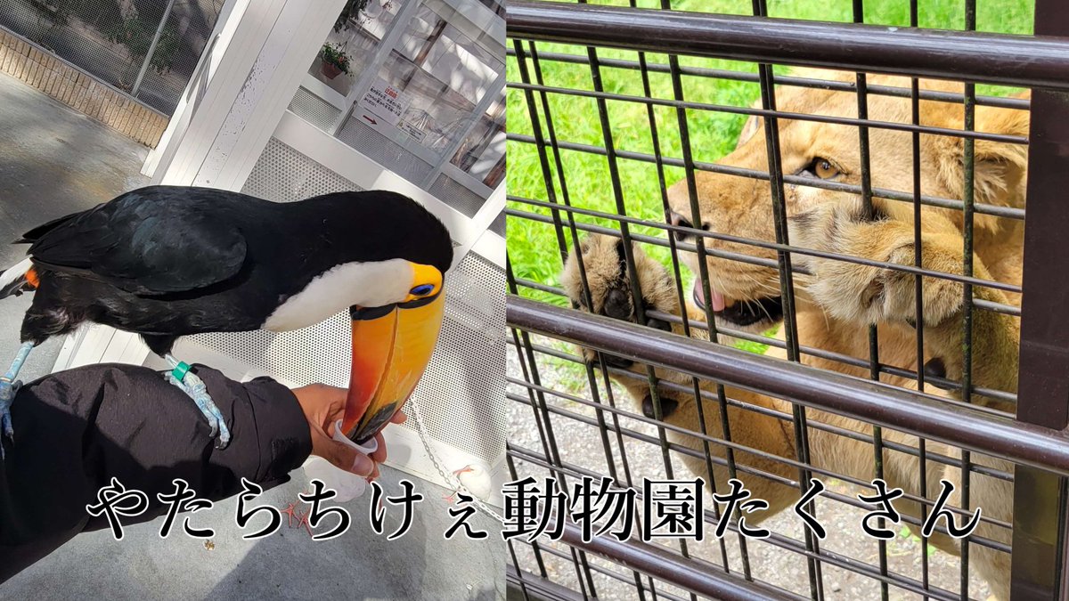 瑚乃しろ tweet media