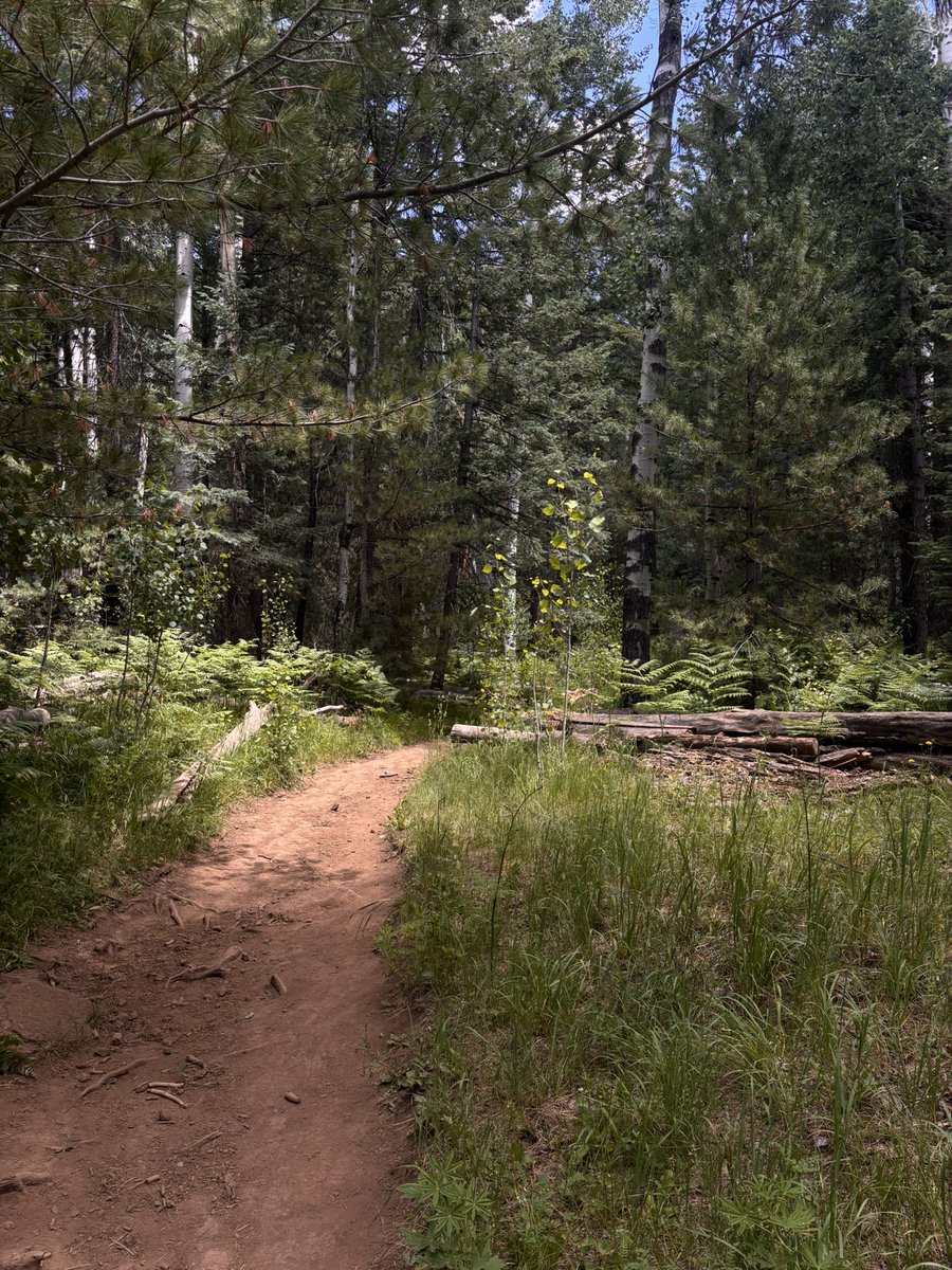 ubecldfoam's tweet photo. good morning🌲 https://t.co/ozyHz38I0s
