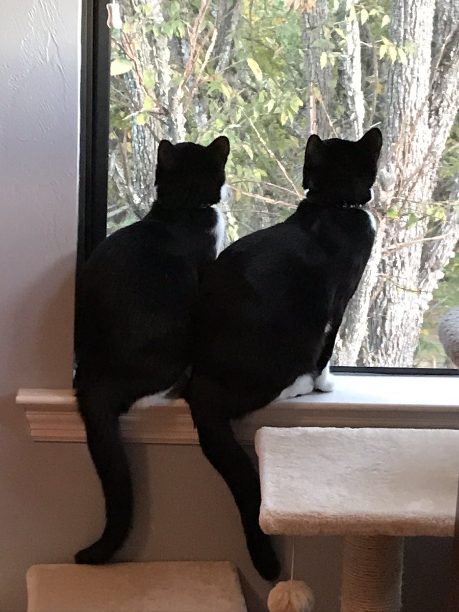 SophieMolly20's tweet photo. Trying to do a #Hedgewatch but the pawparazzi is stalking us! How rude!
~💕Sophie & Molly
#NoPicturesPlease #LeaveUsAlone #GoAway https://t.co/FwRVV7mtML
