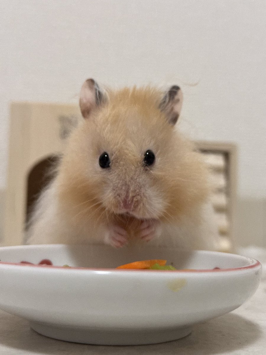 てんまろ tweet media