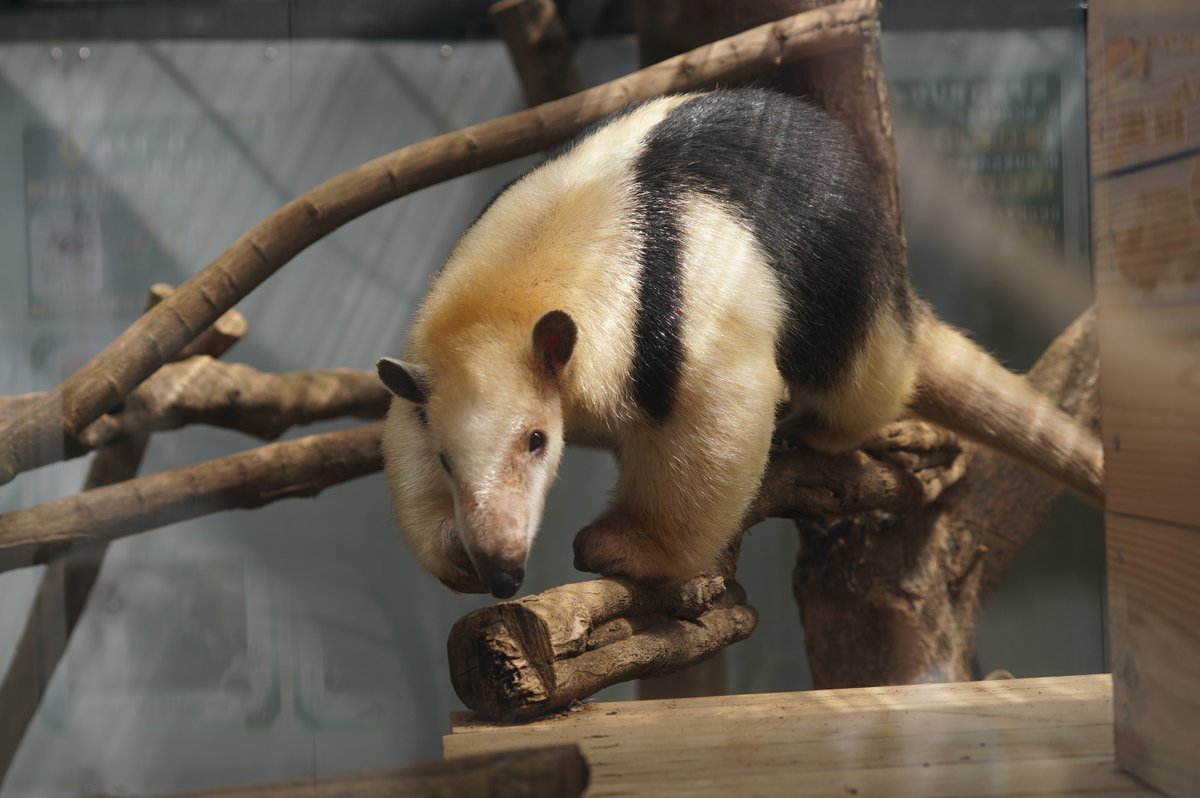 nekonoha_pso2's tweet photo. #野見山動物園　コアリクイ

#5Ax #α6300 #A067　tamron50400 https://t.co/3r5XrEGE0t