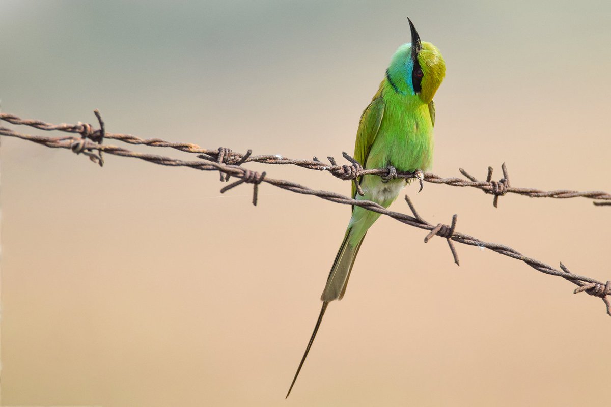 amitdabasphotos's tweet photo. Let's see some Green 🌿
#Theme_Pic_India_Birds https://t.co/v1cZrqkZbp