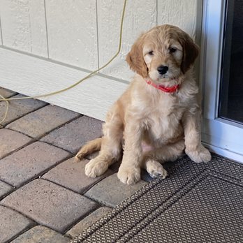 cutest pup of EDtwt IFB tweet media