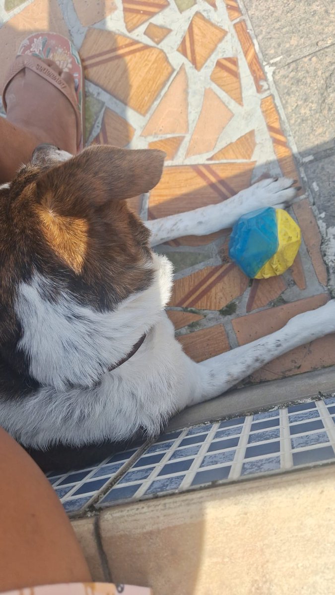 ItsAnaAmaral's tweet photo. quinta-feira, 14 de maio
eu em horário de trabalho.
minha mãe me manda um áudio no whatsapp: você viu a bola de nala? ela ta aqui procurando
4min depois, a foto que eu recebo: https://t.co/Lxn8tKsGnu