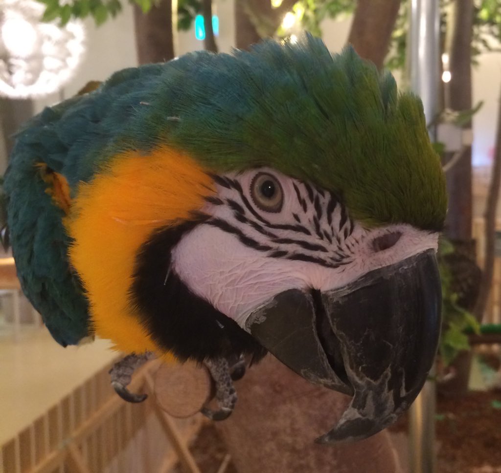 Lucy tweet media