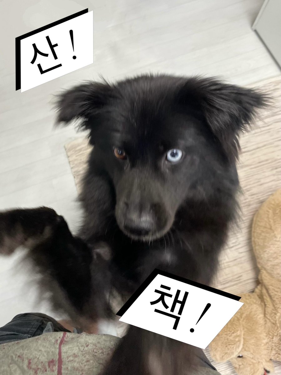 반짝반짝검은개 tweet media