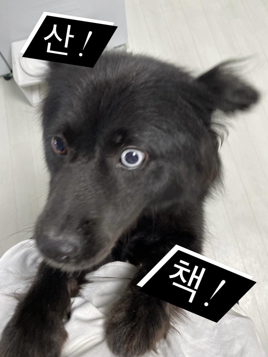 반짝반짝검은개 tweet media