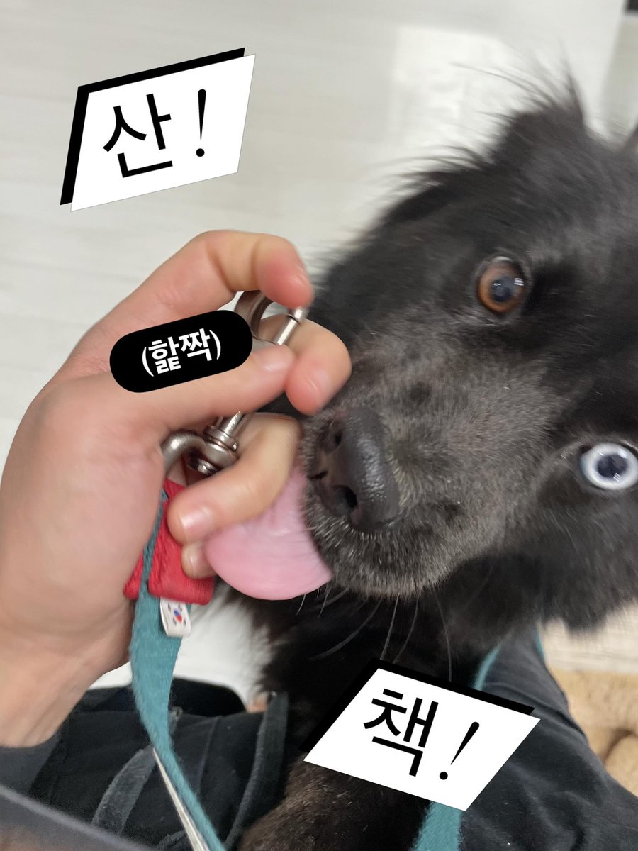 반짝반짝검은개 tweet media