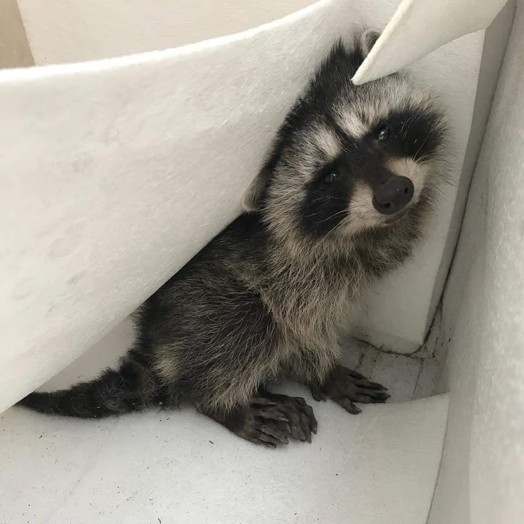 Why you should have a Raccoon tweet media
