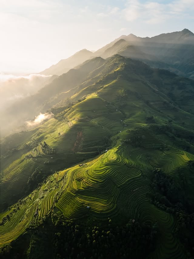 Purely Green tweet media