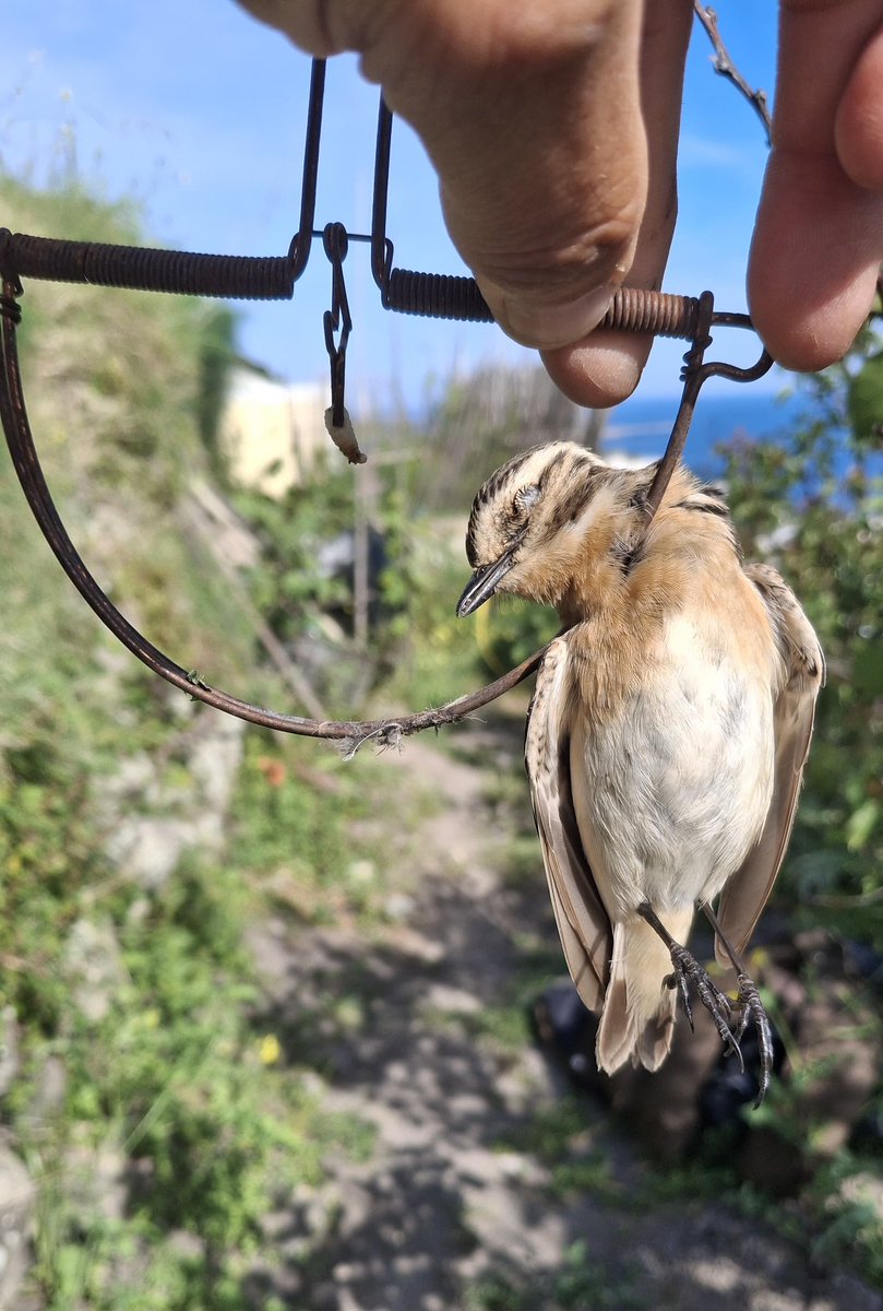 Committee Against Bird Slaughter (CABS) tweet media