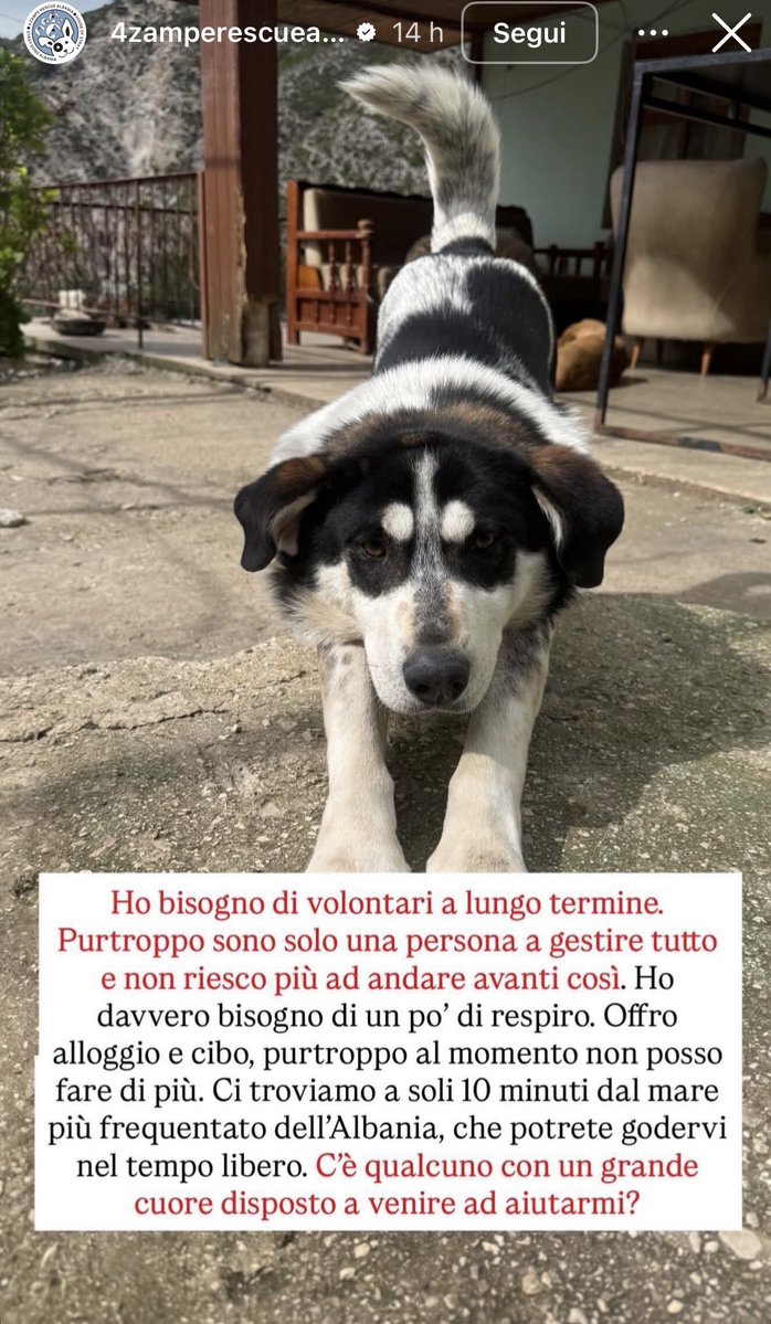 elle tweet media