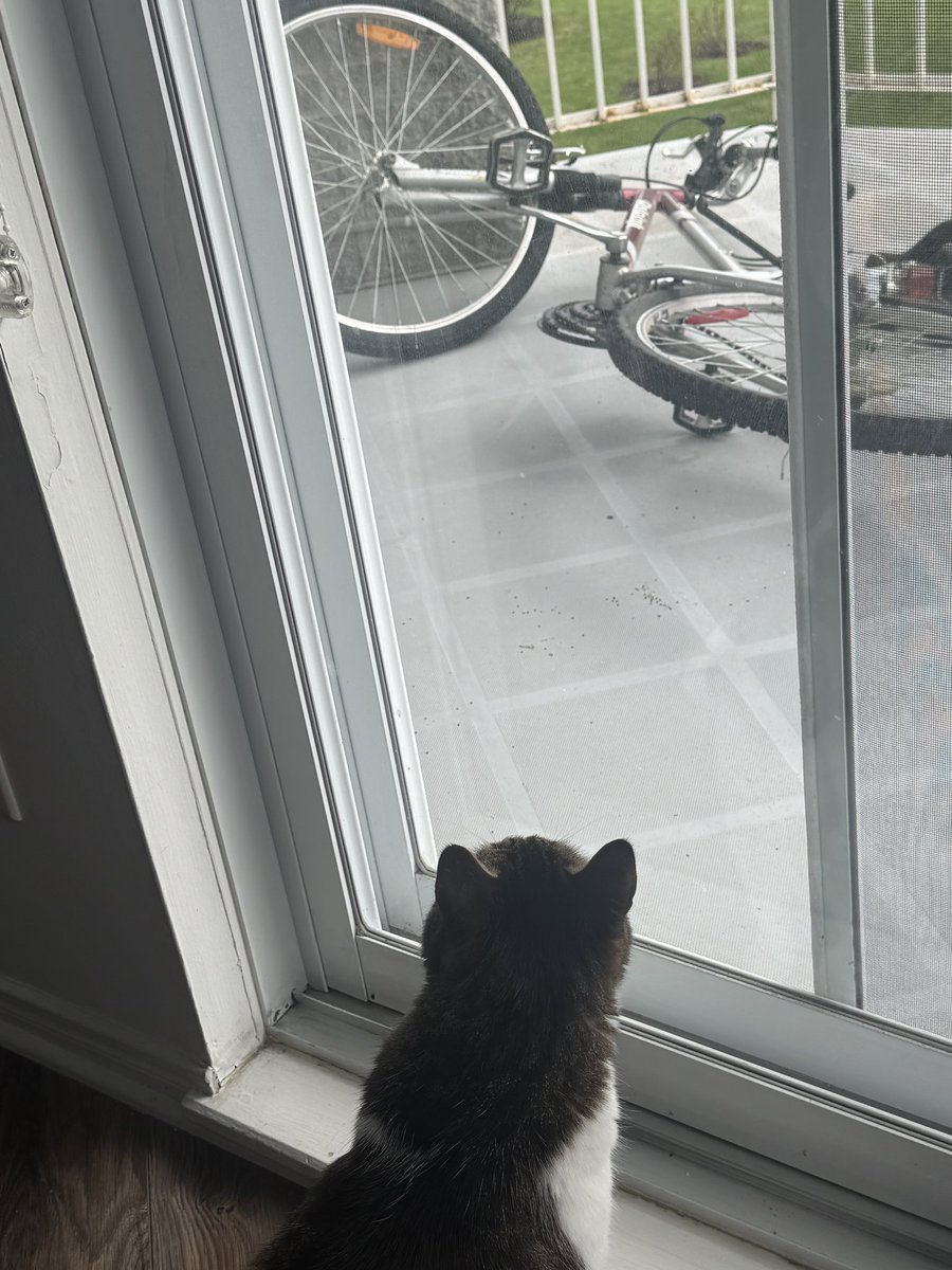 herothekitty's tweet photo. Heard a loud bang out our patio  and discovered a squirrel had pushed down mama’s bike… <.< She’s working, but I have found evidence and am now investigating the situation. 🧐 https://t.co/GhSu6gR4J6