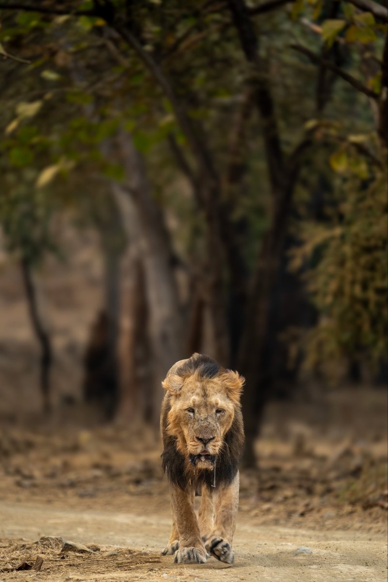 JB_Bhinde's tweet photo. 🦁 Crowned by Battle, Marked by Time 👑

Not every king wears a crown…
some wear scars earned in silence.

Each scar is a reminder —
power isn’t given, it’s survived. 🌿

He doesn’t roar to prove his rule,
his walk writes the story.
—
📍 Location: Gir National Park
🎬 Wildlife https://t.co/ytjRMb9V3F