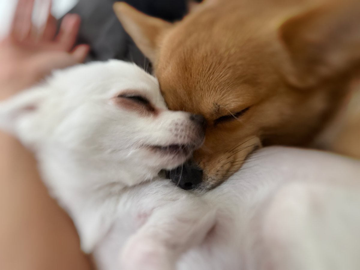 むぎ🐶🐾6/6アコスタ鶴舞? tweet media